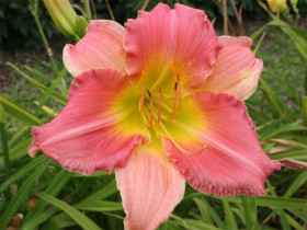 Liliowiec 'Final Touch' - sadzonki 1L | Byliny Farm
