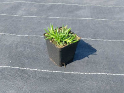 Delosperma 'Sundella Red' - sadzonka w doniczce P9