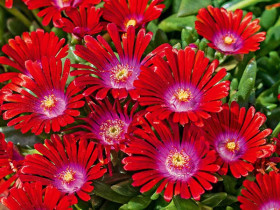 Delosperma 'Sundella Red' - sadzonki P9 | Byliny Farm