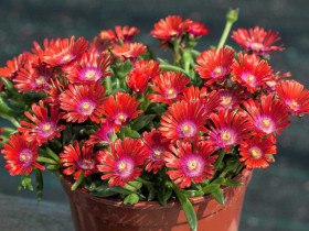 Delosperma 'Sundella Red' - kwitnąca kępa w glinianej doniczce
