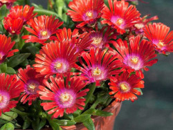Delosperma 'Sundella Red' - kwiaty w doniczce z boku