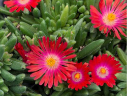 Delosperma 'Sundella Red' - czerwonoróżowe kwiaty z żółtym środkiem z bliska