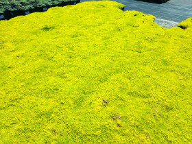 Karmnik ościsty 'Lime Moss' - sadzonki P9 | Byliny Farm