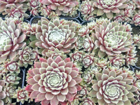 Rojnik 'Rosa Madchen' - sadzonki P9 | Byliny Farm