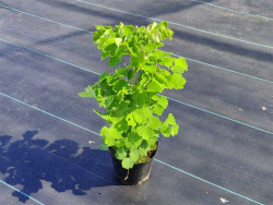 Rutewka 'Black Stockings' - sadzonki C0,7 | Byliny Farm