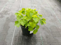 Rutewka 'Black Stockings' - sadzonki C0,7 | Byliny Farm