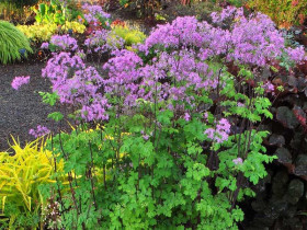 Rutewka 'Black Stockings' - sadzonki C0,7 | Byliny Farm