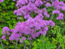 Rutewka 'Black Stockings' - sadzonki C0,7 | Byliny Farm