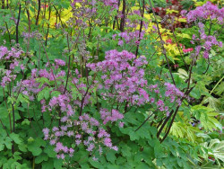 Rutewka 'Black Stockings' - sadzonki C0,7 | Byliny Farm