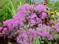 Rutewka 'Black Stockings' - sadzonki C0,7 | Byliny Farm