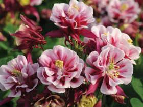 Orlik 'Winky Double Red&White' - sadzonki P9 | Byliny Farm