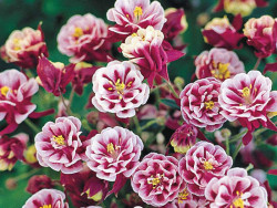 Orlik 'Winky Double Red&White' - sadzonki P9 | Byliny Farm