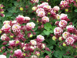 Orlik 'Winky Double Red&White' - sadzonki P9 | Byliny Farm