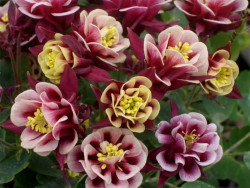 Orlik 'Winky Double Red&White' - sadzonki P9 | Byliny Farm
