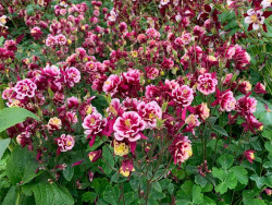 Orlik 'Winky Double Red&White' - sadzonki P9 | Byliny Farm