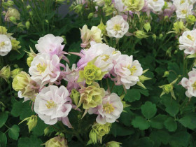 Orlik 'Winky Double Rose&White' - sadzonki P9 | Byliny Farm
