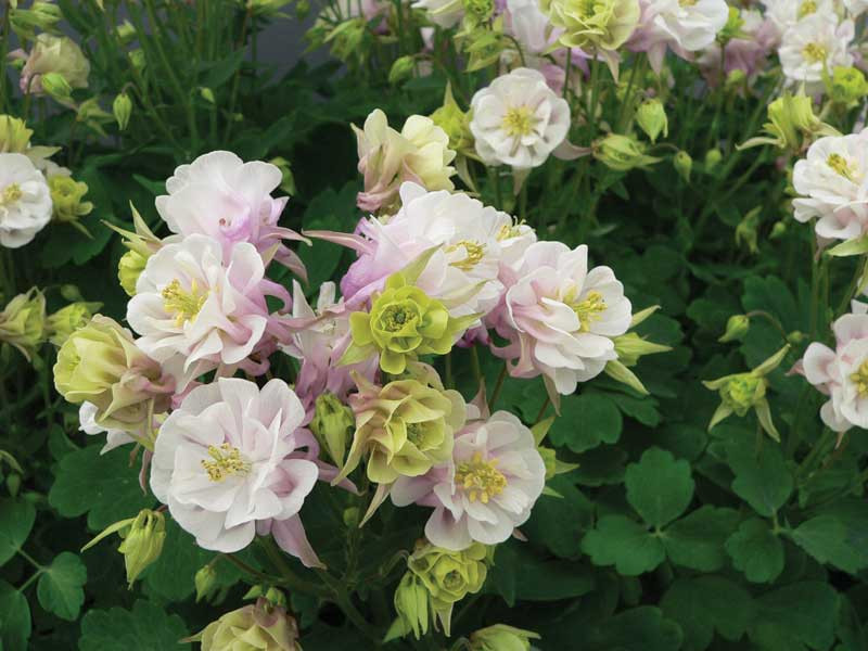 Orlik 'Winky Double Rose-White' - różowo-białe i zielonkawe kwiaty z bliska
