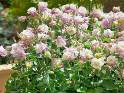 Orlik 'Winky Double Rose-White' - kwitnąca kępa z boku