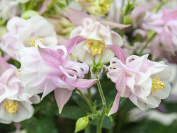 Orlik 'Winky Double Rose-White' - bladoróżowe kwiaty z żółtymi pręcikami