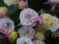 Orlik 'Winky Double Rose-White' - pełne kwiaty na ciemnym tle