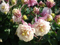 Orlik 'Winky Double Rose-White' - kremowo-różowe kwiaty i pąki