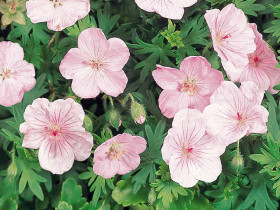 Bodziszek czerwony 'Vision Pink' - sadzonki P9 | Byliny Farm