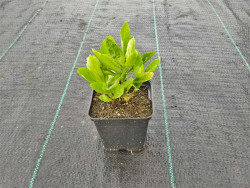 Lobelia okazała 'Starship Blue' - sadzonki P9 | Byliny Farm