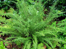 Wietlica samicza 'Victoriae' - sadzonki P9 | Byliny Farm