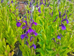 Lobelia okazała 'Starship Blue' - sadzonki P9 | Byliny Farm