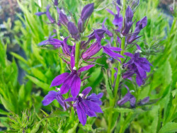 Lobelia okazała 'Starship Blue' - sadzonki P9 | Byliny Farm