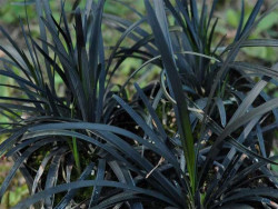 Konwalnik czarny 'Nigrescens' - sadzonki | Byliny Farm