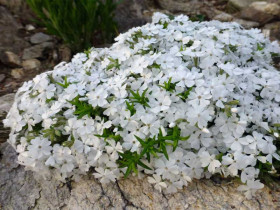 Płomyk szydlasty 'White Delight' - sadzonki P9 | Byliny Farm
