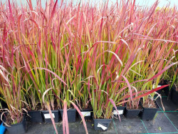 Imperata cylindryczna 'Red Baron' - sadzonki P9 | Byliny Farm