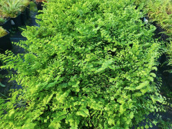 Niekropień stopowaty (Adiantum) - sadzonki P9 | Byliny Farm