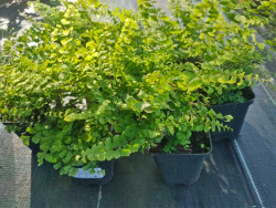Niekropień stopowaty (Adiantum) - sadzonki P9 | Byliny Farm