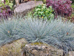 Kostrzewa sina 'Blue Select' - sadzonki P9 | Byliny Farm