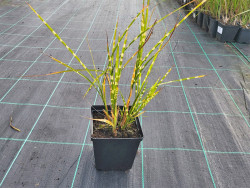 Miskant chiński 'Strictus' - sadzonki 1L | Byliny Farm