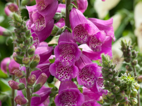 Naparstnica 'Dalmatian Purple' - sadzonki P9 | Byliny Farm