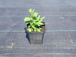 Szałwia omszona 'Sensation Compact White' - sadzonki | Byliny Farm