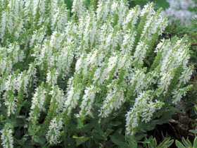 Szałwia omszona 'Sensation Compact White' - sadzonki | Byliny Farm