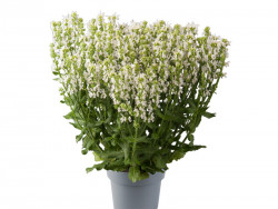 Szałwia omszona 'Sensation Compact White' - sadzonki | Byliny Farm