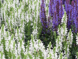Szałwia omszona 'Sensation Compact White' - sadzonki | Byliny Farm