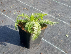 Krwawnik 'Milly Rock Red' - sadzonki P9 | Byliny Farm