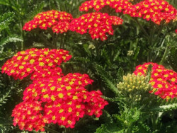 Krwawnik 'Milly Rock Red' - sadzonki P9 | Byliny Farm
