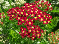 Krwawnik 'Milly Rock Red' - sadzonki P9 | Byliny Farm