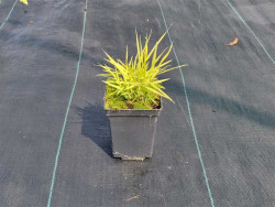 Hakonechloa 'Sunflare' - sadzonki P9 | Byliny Farm