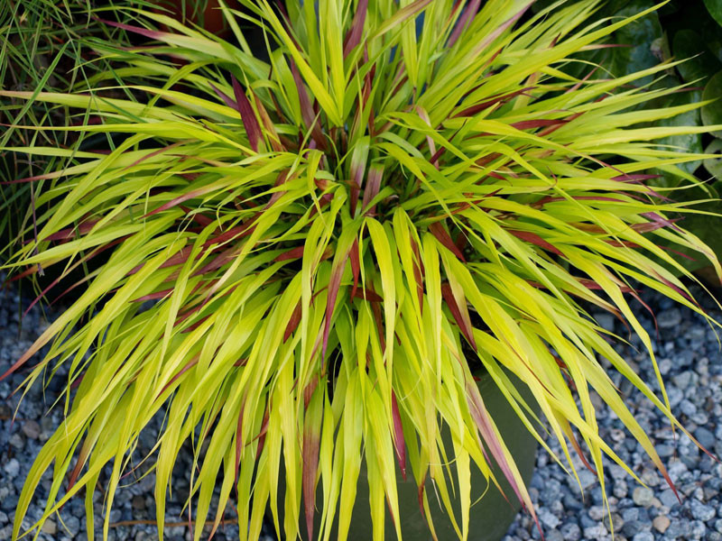 Hakonechloa 'Sunflare' - sadzonki P9 | Byliny Farm