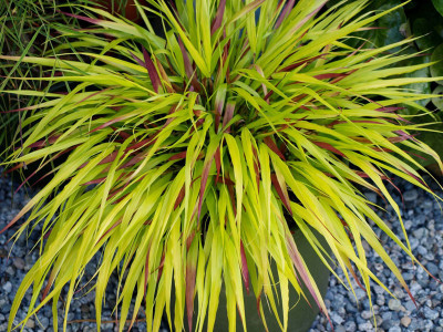 Hakonechloa 'Sunflare' - sadzonki P9 | Byliny Farm