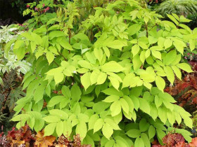 Aralia sercowata 'Sun King' - sadzonki 1L | Byliny Farm