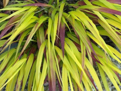 Hakonechloa 'Sunflare' - sadzonki P9 | Byliny Farm